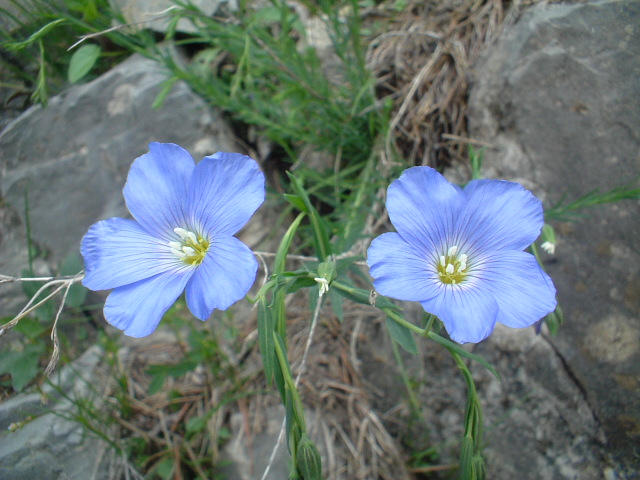 Linum alpinum / Lino alpino